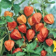 Chinese lantern flower for sale  UK