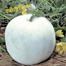 Chinese giant wax for sale  Mira Loma