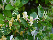 Lonicera japonica aureoreticul for sale  STOKE-ON-TRENT