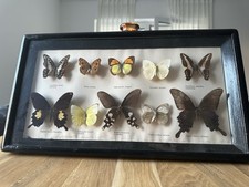 Vitrinen schmetterlingsammlung gebraucht kaufen  Völklingen