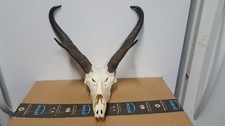 Wide pronghorn antelope for sale  Florence