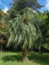 Jelly palm coquinho d'occasion  Expédié en France