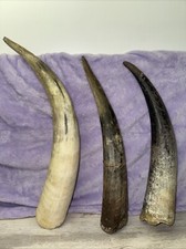"3 cuernos de vaca crudos sin terminar de 17"" - 19"" de largo - color natural" segunda mano  Embacar hacia Mexico
