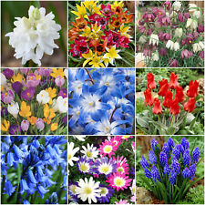 Garden bulbs corms for sale  MELTON MOWBRAY
