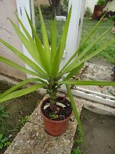Beau yucca euphorbe d'occasion  Saint-Cyprien