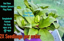 Red stem malabar for sale  BIRMINGHAM