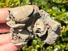 fossil crab for sale  Coppell