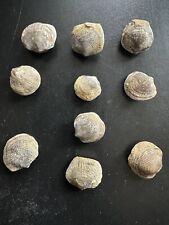 Brachiopodes fossils atrypa d'occasion  Dijon
