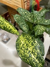 Dracaena florida beauty for sale  Des Plaines