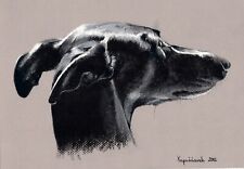 Windhund levrier galgo gebraucht kaufen  München