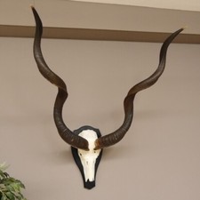 Kudu antilope schädeltrophäe gebraucht kaufen  Nagel