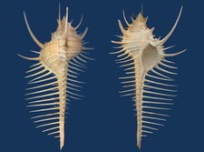 Shell murex pecten for sale  Shipping to Ireland