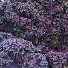 Scarlet kale non for sale  Deltona