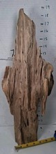 Driftwood pine taxidermy for sale  Brookwood