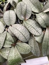 Phal. schilleriana sliver for sale  Hilliard