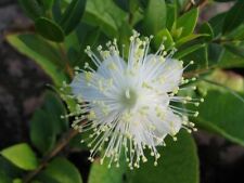 Common myrtle dwarf for sale  MARCH