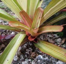 Buy save bromeliad for sale  Miami