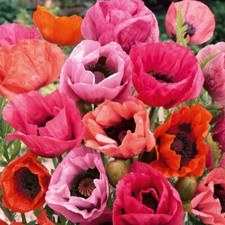 Plug plant papaver for sale  TELFORD