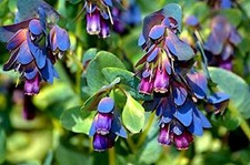 Cerinthe major seeds for sale  GRANTHAM