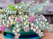 Sedum sieboldii variegatum for sale  Hayden
