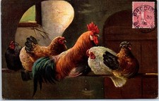 Animals chickens and d'occasion  Expédié en Belgium