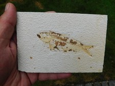 Fossiler fisch knightia gebraucht kaufen  Limbach-Oberfrohna
