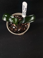 Clivia miniata compact for sale Clivia miniata compact for sale  MEXBOROUGH