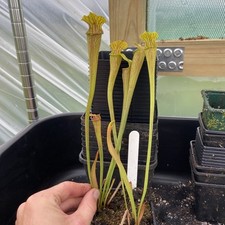 Sarracenia alata var for sale  MIRFIELD