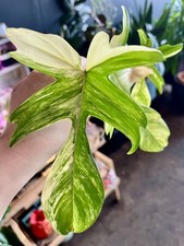Rare indoor plant for sale  Schenectady