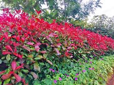 Red robin hedging for sale  CRAIGAVON