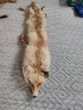 Fuchs fell tierfell gebraucht kaufen  Uhldingen-Mühlhofen
