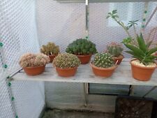 Collection large cactus for sale  BOSTON