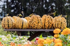 Kettle corn pumpkin for sale  Springfield