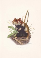 hamster x d'occasion  Expédié en Belgium