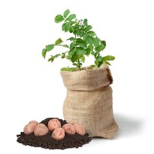 Potato growing kit for sale  GLASGOW