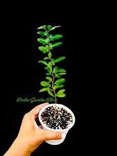 Lime berry rare for sale  USA