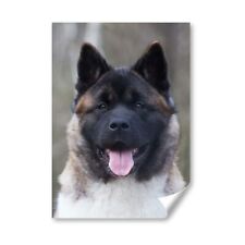 Adult akita japanese for sale  SELBY