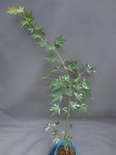 (VENDA) Acer palmatum 'Suruga nishiki' branco variegado [Deve ler a descrição] comprar usado  Enviando para Brazil