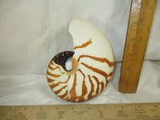 Chambered nautilus sea for sale  Houston