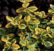 Wintercreeper gold euonymus for sale  Wadsworth
