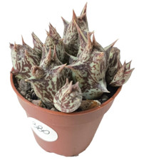 Orbea decaisneana vaso usato  Villalba