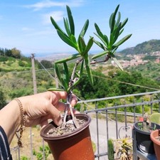 carpobrotus usato  Barcellona Pozzo di Gotto