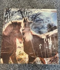 Horse picture canvas for sale  Angwin