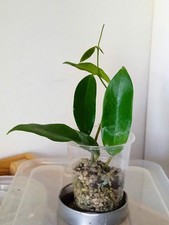 Talea hoya flores usato  Rimini