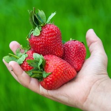 Fragaria ananassa maxim d'occasion  Pouzauges