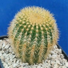 Uebelmannia pectinifera erioca usato  Tramonti