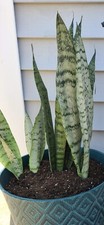 Rooted sansevieria trifasciata for sale  Westminster
