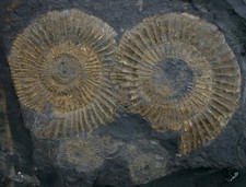 Lias platte dactylioceras gebraucht kaufen  Erlangen