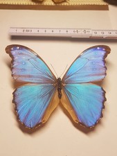 Morpho didius männchen gebraucht kaufen  Halle