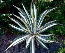 Agave mediopicta alba usato  Napoli